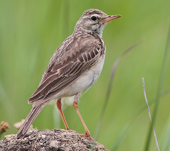 African Pipit